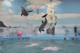 Dierenorganisatie World Animal Protection start SMS-actie voor dolfijnen