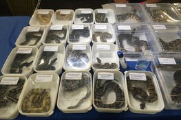 Oproep World Animal Protection: verbied de handel in wilde dieren