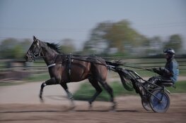 ‘De opvolger’ nieuwe documentaire over grootste dravertrainer van Nederland