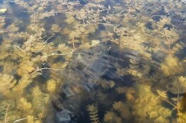 Unieke Watersafari toont bagger en waterplanten problematiek Nannewiid vanaf het water aan