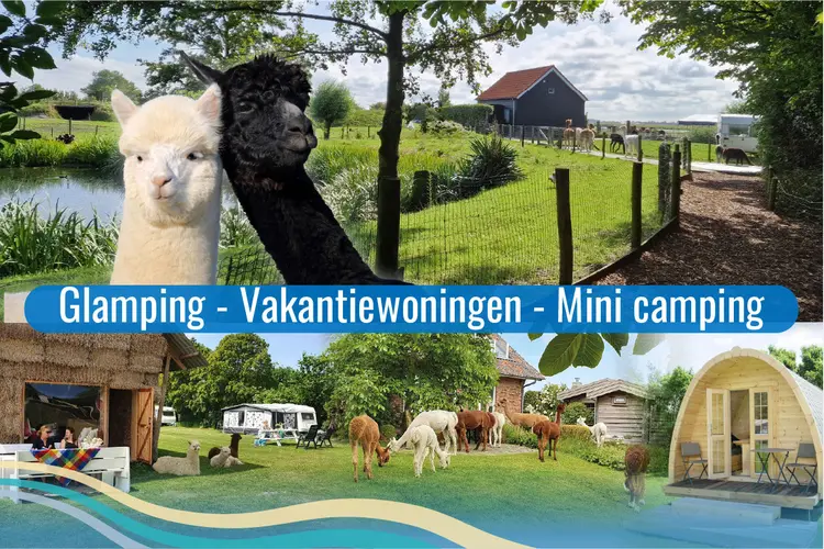 Kom jij kamperen bij de alpaca's in Zeeland?
