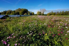 Friese Milieu Federatie leert Friezen hoe energieprojecten de lokale natuur kunnen versterken