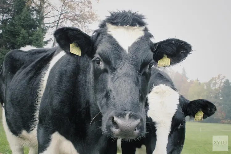 Koeienbegrazing in het openbaar groen in Joure