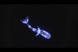 Programma WALFISK in Sneek bekend: vijf mediakunstwerken in en rond de grachten