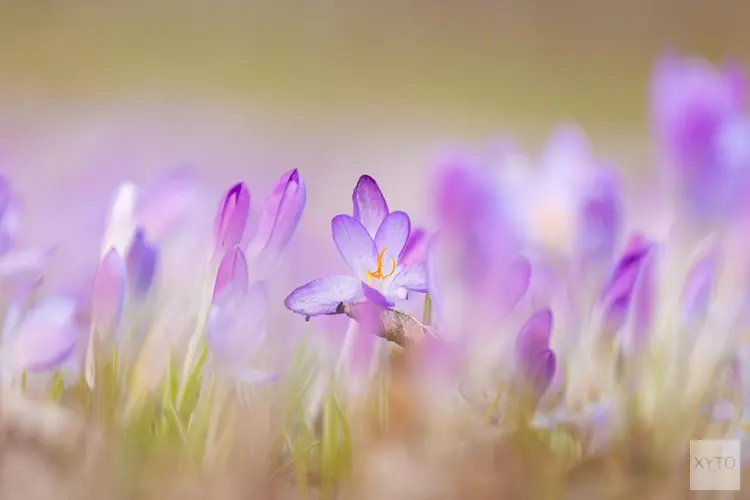 Laatste week van februari verloopt zacht en wisselvallig