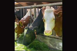 IJsboerderij Boereiis, een plek waar ambachtelijk ijs en het echte boerenleven samenkomen