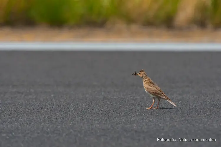 Nederlanders willen meer ruimte voor natuur